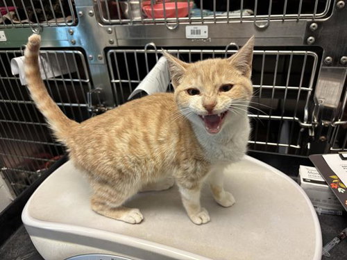 COAST, Young Domestic Short Hair (medium coat), cat for adoption in San Rafael, California