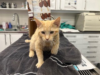 CANYON, Young Domestic Short Hair (medium coat), cat for adoption in San Rafael, California