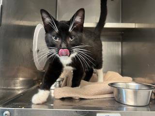 FLINT, Young Domestic Short Hair (medium coat), cat for adoption in San Rafael, California