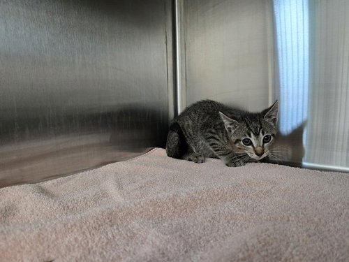 SUMMERFIELD, Baby Domestic Short Hair (medium coat), cat for adoption in San Rafael, California