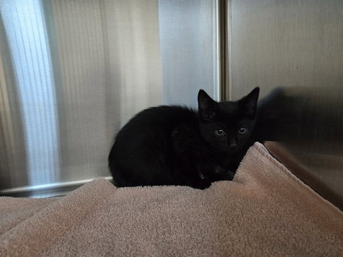 SUMMIT, Baby Domestic Short Hair (medium coat), cat for adoption in San Rafael, California