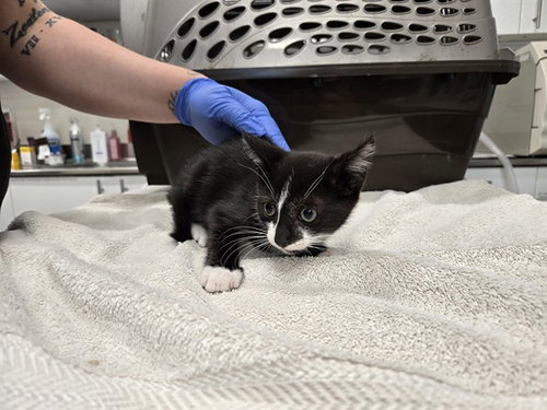 SUNSET PEAK, Baby Domestic Short Hair (medium coat), cat for adoption in San Rafael, California