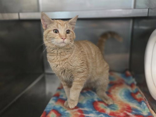 JAMIE JONES, Young Domestic Short Hair (medium coat), cat for adoption in San Rafael, California