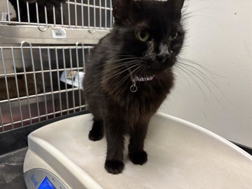 DAHLIA, Young Domestic Medium Hair (medium coat), cat for adoption in San Rafael, California