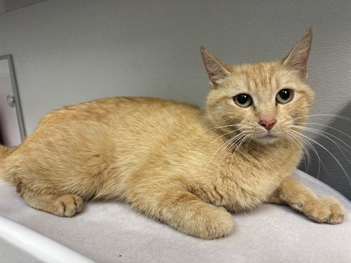 CEDAR, Young Domestic Short Hair (medium coat), cat for adoption in San Rafael, California