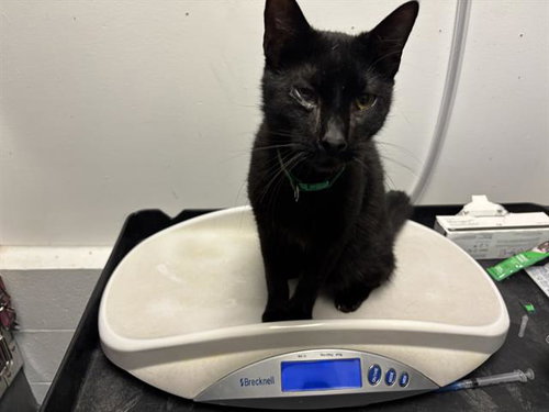 VIRGO, Adult Domestic Short Hair (medium coat), cat for adoption in San Rafael, California