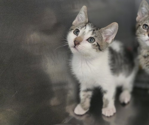 WINTERPINE, Baby Domestic Short Hair (medium coat), cat for adoption in Danville, California