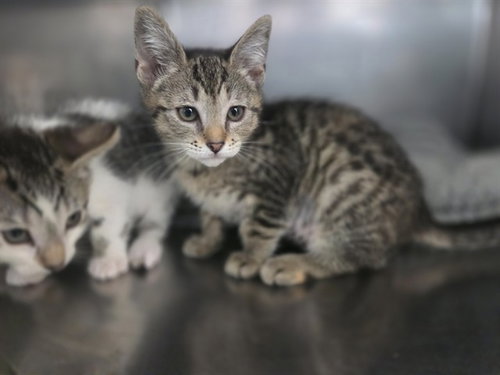 WHISPERING PINE, Baby Domestic Short Hair (medium coat), cat for adoption in Danville, California