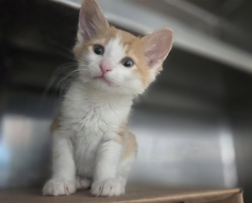 SPRUCE, Baby Domestic Short Hair (medium coat), cat for adoption in Vallejo, California