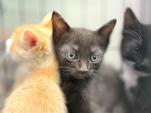 SNOWFALL, Baby Domestic Short Hair (medium coat), cat for adoption in Vallejo, California