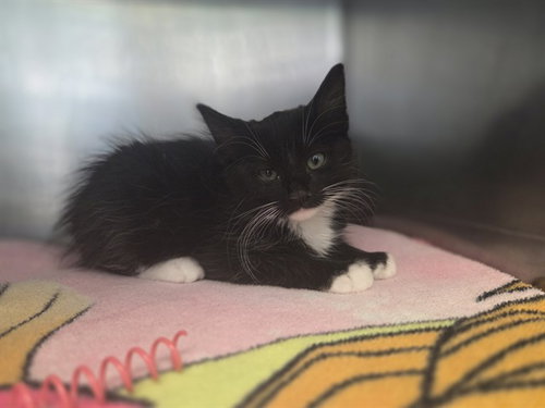 SOUTHRIDGE, Baby Domestic Medium Hair (medium coat), cat for adoption in Petaluma, California