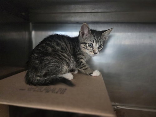 SOLARA, Baby Domestic Short Hair (medium coat), cat for adoption in Petaluma, California