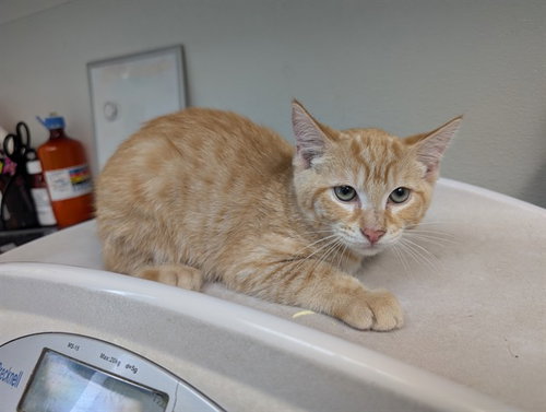 WILLOW, Baby Domestic Short Hair (medium coat), cat for adoption in Vallejo, California