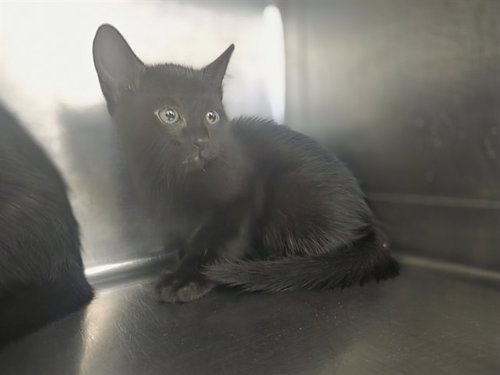 TWILIGHT, Baby Domestic Short Hair (medium coat), cat for adoption in Vallejo, California
