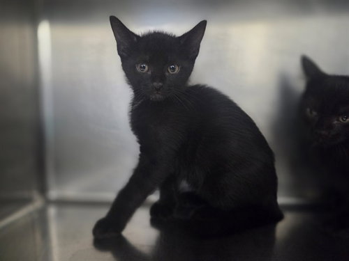 VALE, Baby Domestic Short Hair (medium coat), cat for adoption in Vallejo, California