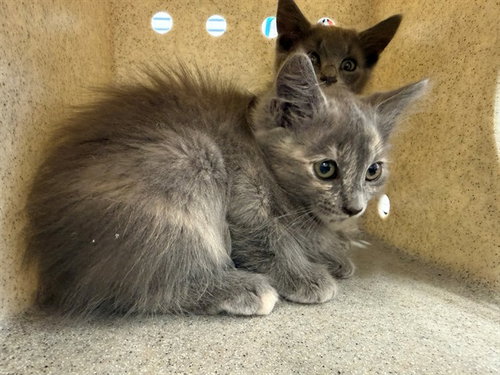 FINCH, Baby Domestic Medium Hair (medium coat), cat for adoption in Vallejo, California