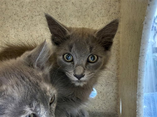 FOX, Baby Domestic Medium Hair (medium coat), cat for adoption in Vallejo, California