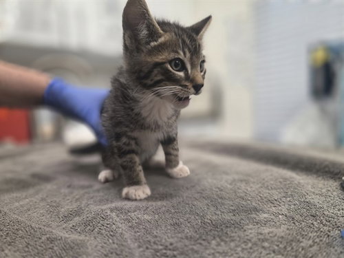 BOULDER, Baby Domestic Short Hair (medium coat), cat for adoption in Petaluma, California