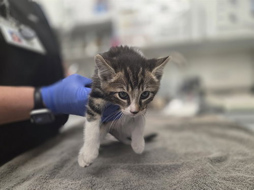 BRYCE, Baby Domestic Short Hair (medium coat), cat for adoption in Petaluma, California