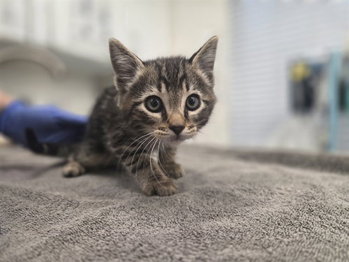 BAY, Baby Domestic Short Hair (medium coat), cat for adoption in Petaluma, California