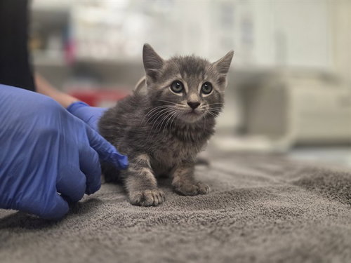 BLUFF, Baby Domestic Short Hair (medium coat), cat for adoption in Petaluma, California