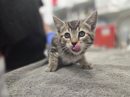 BLOOM, Baby Domestic Short Hair (medium coat), cat for adoption in Petaluma, California