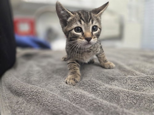 BASIN, Baby Domestic Short Hair (medium coat), cat for adoption in Petaluma, California
