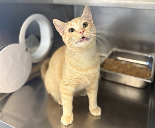 CANYON, Young Domestic Short Hair (medium coat), cat for adoption in Antioch, California