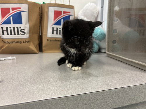 FJORD, Baby Domestic Short Hair (medium coat), cat for adoption in Pittsburg, California