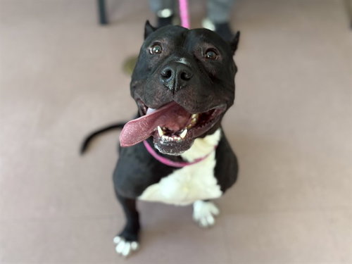 EASTWOOD, an adoptable Pit Bull Terrier in Antioch, CA