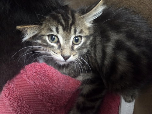 FLINTWOOD, Baby Domestic Short Hair (medium coat), cat for adoption in Pittsburg, California