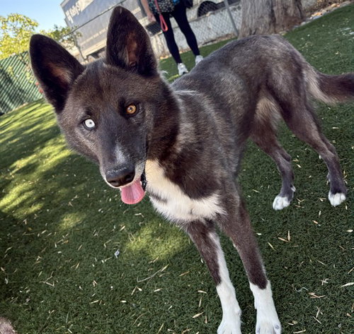 FAITH, an adoptable Siberian Husky in Antioch, CA