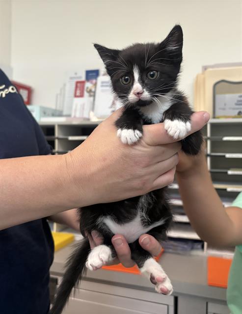 CRY BABY GRACE, Baby Domestic Short Hair (medium coat), cat for adoption in Antioch, California