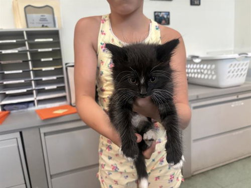 SKUNK, Baby Domestic Short Hair (medium coat), cat for adoption in Antioch, California