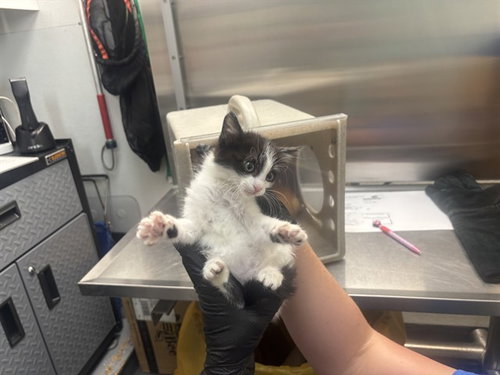KIMCHI, Baby Domestic Medium Hair (medium coat), cat for adoption in Antioch, California