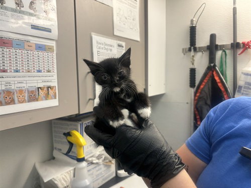 SCOUTMASTER, Baby Domestic Medium Hair (medium coat), cat for adoption in Antioch, California