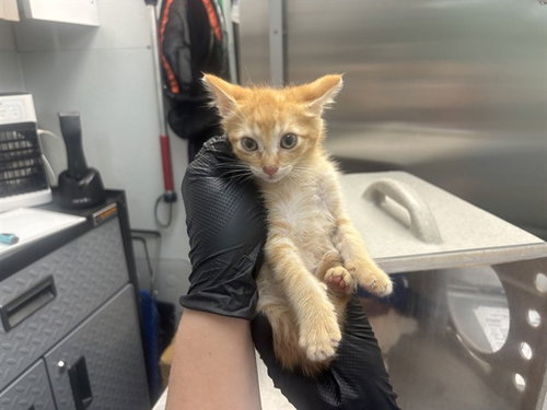 SIR CRUNCH A LOT, Baby Domestic Medium Hair (medium coat), cat for adoption in Antioch, California