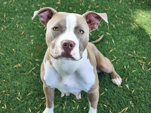 KATNISS, an adoptable Pit Bull Terrier in Antioch, CA