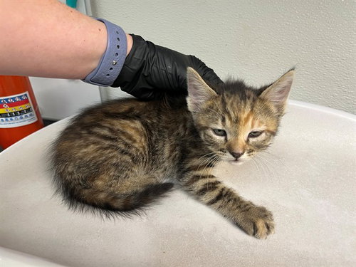 MATILDA, Baby Domestic Short Hair (medium coat), cat for adoption in Oakley, California