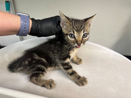WILLY, Baby Domestic Short Hair (medium coat), cat for adoption in Oakley, California