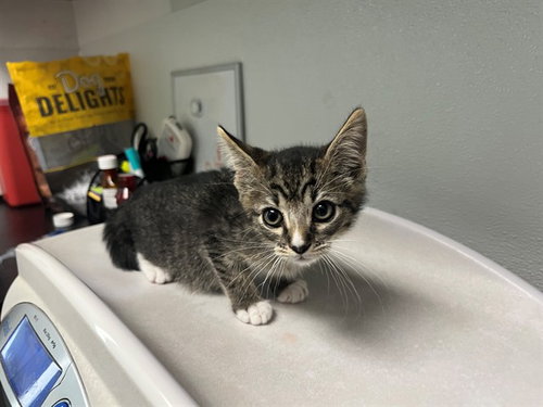 NARNIA, Baby Domestic Short Hair (medium coat), cat for adoption in Oakley, California