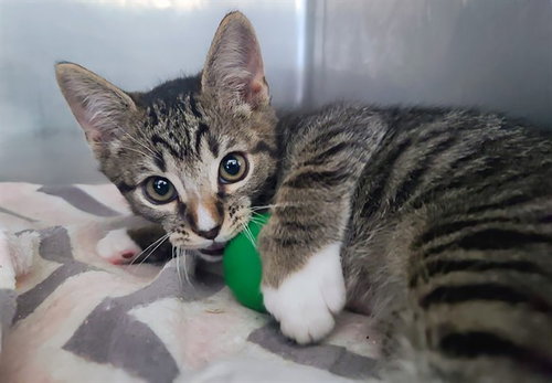 NARNIA, Baby Domestic Short Hair (medium coat), cat for adoption in Hayward, California