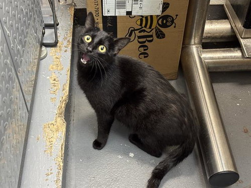 QUEENIE, Adult Domestic Short Hair (medium coat), cat for adoption in Pleasanton, California