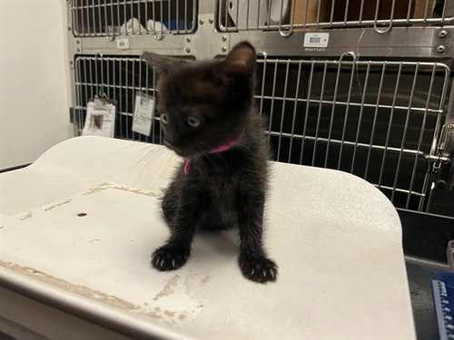 RHIANNON, Baby Domestic Short Hair (medium coat), cat for adoption in Pleasanton, California