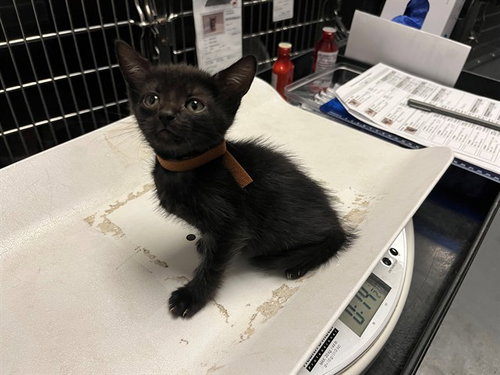 PIXEL, Baby Domestic Short Hair (medium coat), cat for adoption in Pleasanton, California