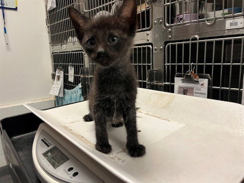 GOOSE, Baby Domestic Short Hair (medium coat), cat for adoption in Pleasanton, California