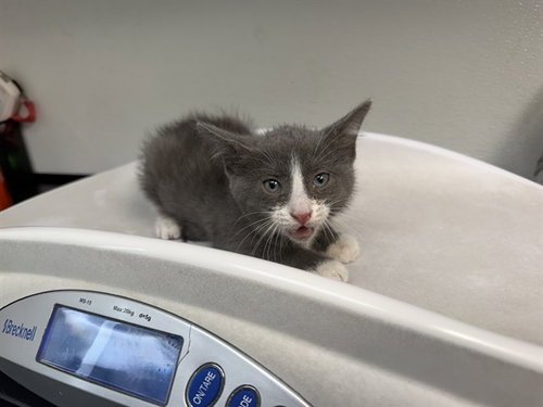 WIFI, Baby Domestic Short Hair (medium coat), cat for adoption in Pleasanton, California