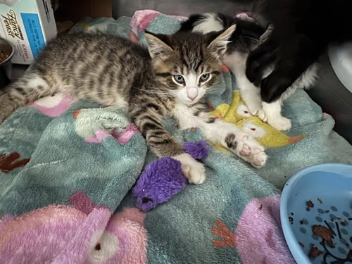 SHRIMP, Baby Domestic Medium Hair (medium coat), cat for adoption in Pleasanton, California