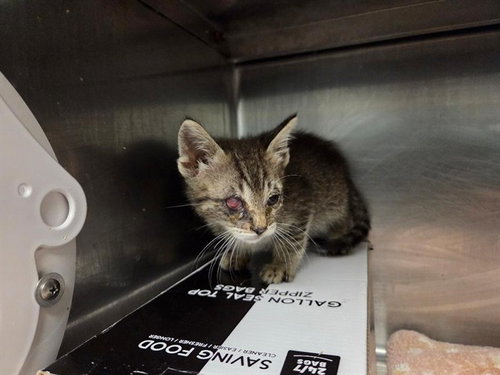 WILLIAM MCKINLEY, an adoptable Domestic Short Hair in Antioch, CA