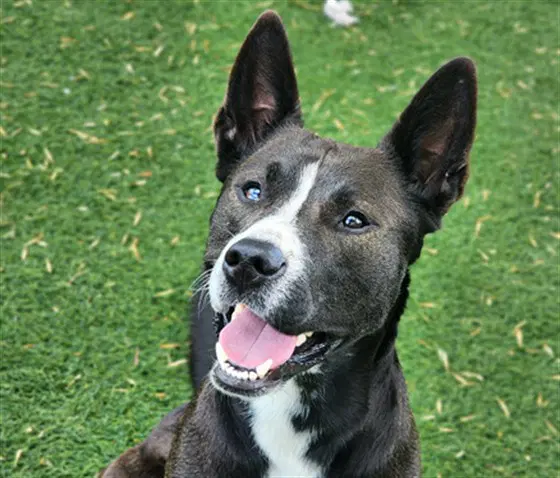 Luey - Australian Cattle Dog/Blue Heeler